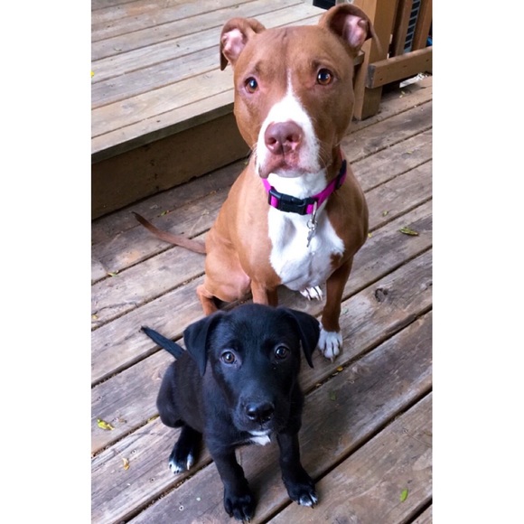 Meet your Posher, Chelsey - Picture 5 of 6